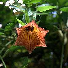 IMG 4218-Canarina canariensis.jpg