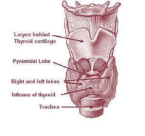 Image showing the thyroid gland surrounding the cricoid cartilage