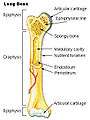 Illu long bone.jpg