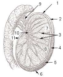 Illu testis cross section.jpg