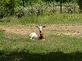 Jackson Zoo Addra Gazelle.jpg