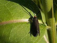 Joyful Holomelina (Virbia laeta)