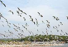 Seagulls on a beach