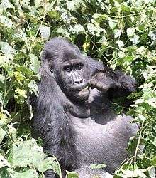 A gorilla eating in a shrub.