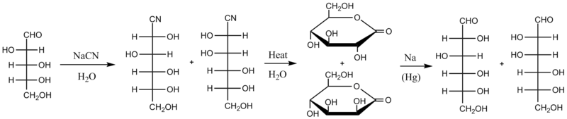 Kiliani-Fischer synthesis starting from D-arabinose, a five-carbon sugar, showing intermediates of each step and forming D-glucose and D-mannose, both six carbon sugars