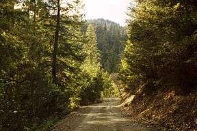 A road through the forest.