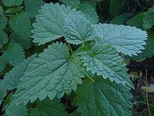 The dark green dentated elliptic leaves of a nettle