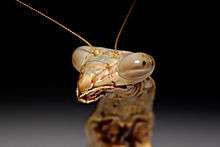 Head of a mantis with large compound eyes and labrum