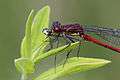 Damselfly in Dry Sandford Pit