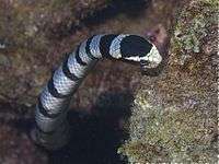 A photo of the head of L. colubrina, showing its characteristic yellow snout