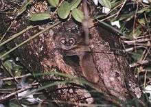 Two small primates sit tightly together in a hollowed out tree.