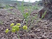 Lomatium bicolor var. leptocarpum