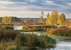 Upper Yauza swamp