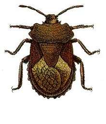 An illustration of Megymenum affine