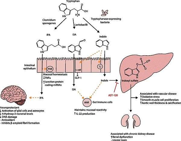 Tryptophan metabolism diagram