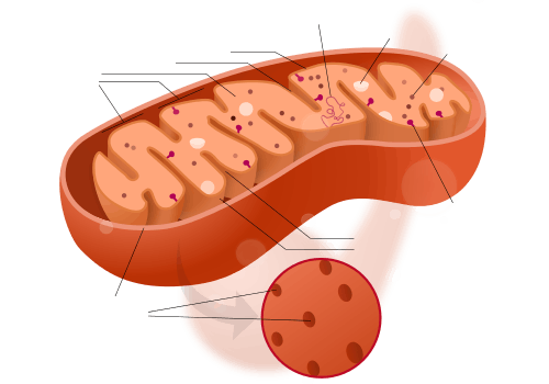 Mitochondrion structure