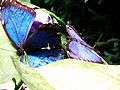 Morpho peleides, Bornholms Sommerfuglepark 35.jpg