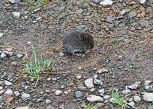 A small reddish-brown rodent standing on damp earth among some river rocks and gravel