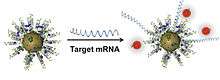 NanoFlare-based Detection Scheme alt text