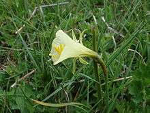 Flower of Narcissus obesus