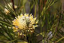 Close-up photograph of long yellow tubular flowers protruding horizontally from bottom half of the greenish cone