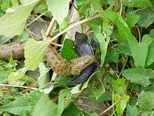 A snake, Natrix tessellata