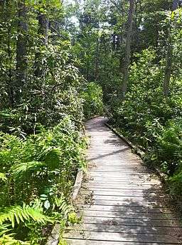 Forested boardwalk