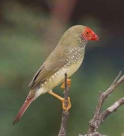 Star finch perched on a twig