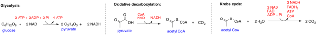 Glycolysis, Oxidative Decarboxylation of Pyruvate, and Tricarboxylic Acid (TCA) Cycle