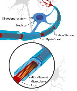 A neuron of the central nervous system, myelinated by an oligodendrocyte