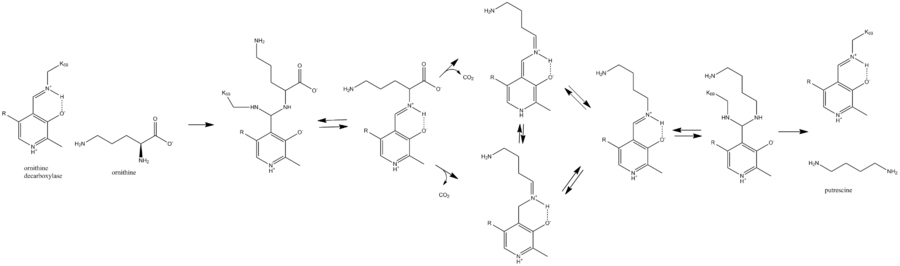 ornithine decarboxylase mechanism