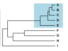 Schematic phylogram with nine species, five of which form a group with short branches, separated from the others by a long branch