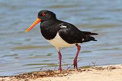 Pied oystercatcher walking along a beach