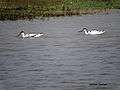 Pied avocet, Bakarpur village pond,Mohali, Punjab, India.JPG