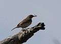 Pipit Bushveld 2012 04 25 11 09 55 7788.jpg