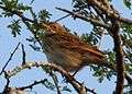 Pipit Bushveld 2015 06 03 ZRR 6205.jpg