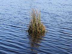 Common rush in shallow water