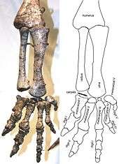 Photograph of the lower arm and hand, seen from the side. The arm is hanging straight down, the fingers are slightly spread, the palm is directed medially.