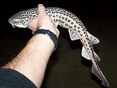 A thick-bodied shark with a short, rounded head and a leopard-like pattern of dark rosettes on a cream-colored body, being held aloft