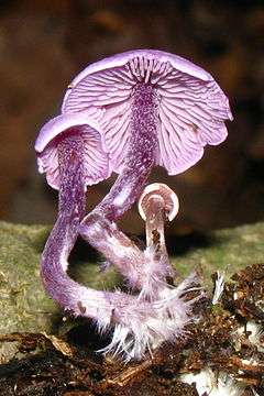 Three lilac to purple mushroom have been couched to the side, showing their gills and the flaky texture of the stem, whose base is covered in thick hair.