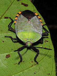 An adult Pycanum rubens on a leaf.