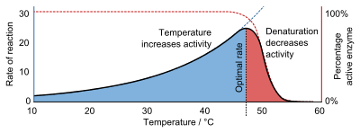 A graph showing that reaction rate increases exponentially with temperature until denaturation causes it to decrease again.