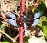 Image of a Dragonfly at Rancho Seco Lake