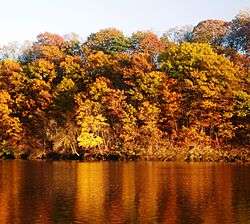 River with autumn trees in background