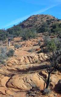 A photo of red rocks and shrubs in the Red Mountain Wilderness