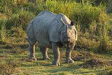 Rhinoceros unicornis