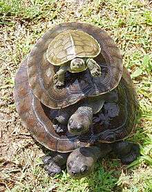 Northern river terrapin(Batagur baska)