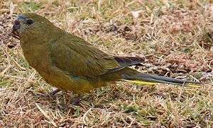 Rock parrot standing