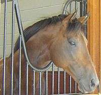 Brown horse looking out over a railing. The head is sideways to the camera and the horse is looking into the distance.