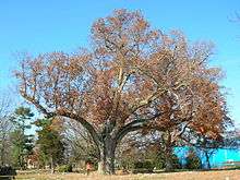 An oak tree with red leaves against a blue sky background.